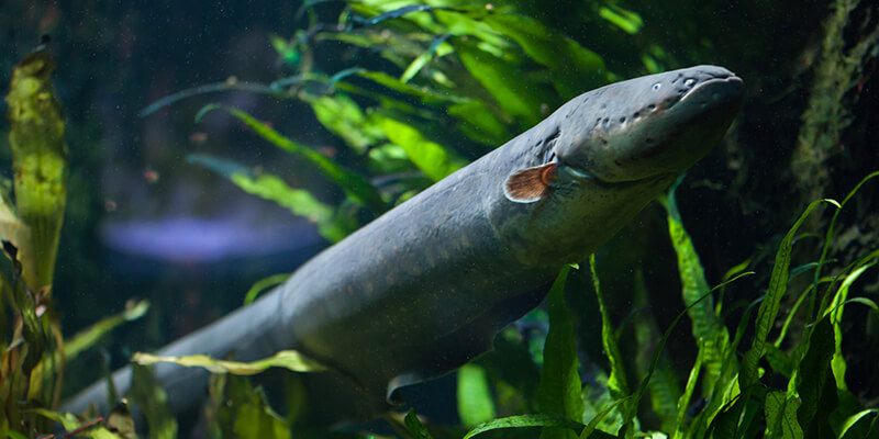 Electric Eel